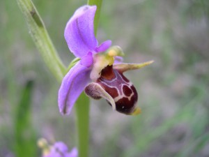 Ophrys oestrifera - minuscula