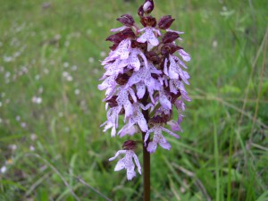 Orchis purpurea