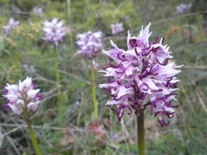 Orchis simia