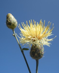 Centaurea salonitana