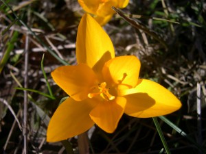 Crocus chrysanthus