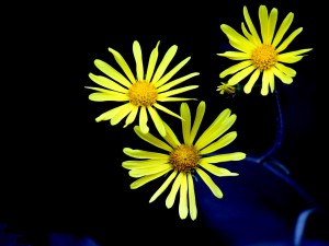 Doronicum austriacum