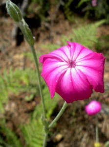 Silene coronaria