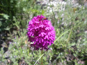 Anacamptis pyramidalis