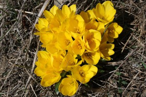 Sternbergia lutea