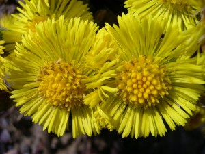 Tussilago farfara