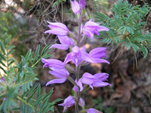 Cephalanthera rubra