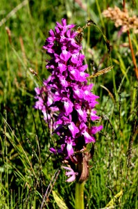 Dactylorhiza cordigera