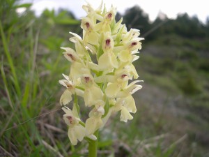 Dactylorhiza sambucina