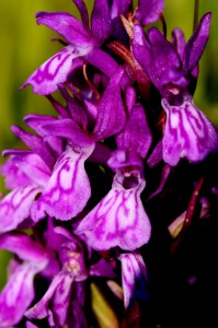 Dactylorhiza pindica