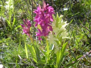 Dactylorhiza sambucina