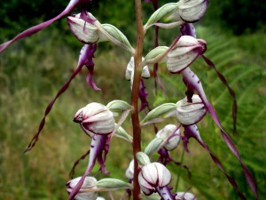 Himantoglossum caprinum