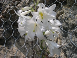 Lilium candidum