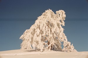 Ένα δέντρο φορτωμένο χιόνι